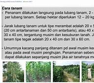 Jarak Tanam Kacang Panjang Musim Hujan